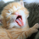 Illustration for article titled Why music slows down when you yawn